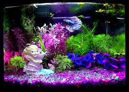 A place for aquatic flora and fauna enthusiasts! Ideas And Advice For Your Betta Tank All Pet Care
