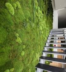 Mooswand Aus Islandmoos Im Greenbop Online Shop Kaufen Mooswand Pflanzenwand Vertikale Gartenmauer