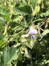 Image result for Crotalaria vasculosa