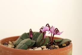 Image result for Cyclamen parviflorum