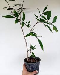 Image result for Gonatopus