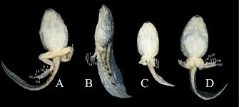 Ribeiroia ondatrae es un parásito del género ribeiroia que se cree que es responsable de muchos de los recientes aumentos en las malformaciones de las extremidades de los anfibios. New Records Of The Anomaly P Syndrome In Two Water Frog Species Pelophylax Ridibundus And P Lessonae In Russia