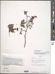 Image result for Cissus petiolata