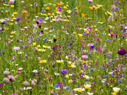 10 hard working native wildflowers to help you support and bring back the bees and pollinators. Wildflower Meadow Bee Friendly Garden Wildflower Garden Wild Flower Meadow