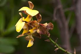 Image result for Eulophia streptopetala