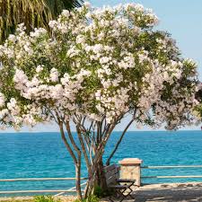 Image result for Nerium oleander