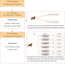 People who tell you that they were just a dog may never understand. Olfactory Detection Of Prostate Cancer By Dogs Sniffing Urine A Step Forward In Early Diagnosis European Urology
