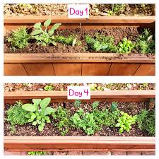 Check spelling or type a new query. How To Start An Outdoor Herb Garden Beautiful Eats Things