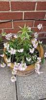 Image result for Nemesia fruticans