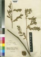 Image result for Entada bacillaris