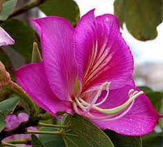 Image result for Bauhinia variegata
