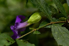 Image result for Thunbergia vogeliana