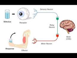 The Stimulus Response Model Nervous And Endocrine Systems Endocrine System Nervous System Anatomy Neurons