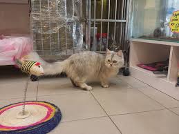 50 jalan puteri 5/1 bandar puteri (15,354.02 km) 47100 puchong, selangor, malaysia. Petoya Pet Shop Home Facebook