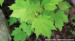 They appear in december and january in florida, later in the. Maple Trees Types Leaves Bark Identification Guide Pictures