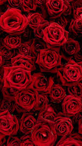 We have an extensive collection of amazing background images carefully chosen by our community. Red Rose Wallpaper Wild Country Fine Arts