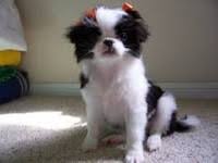 Japanese Chin Hairstyles Japanese Chin Japanese Chin