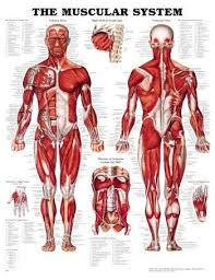 Muscular System 3d Raised Relief Chart By Anatomical Chart Company Muscular System Anatomy Muscular System Muscle Anatomy