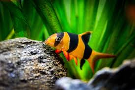 Common Dojo Loach - For Sale At Aquarium Fish Depot
