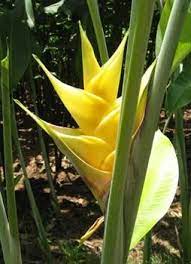 Pin On Bird Of Paradise And Heliconia