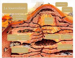 You are able to use the internet. Presentation Des Fourmis La Communication Entre Les Fourmis