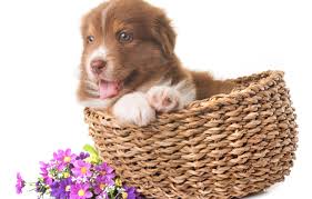 Dog in flowers jack russell terrier. Wallpaper Look Flowers Baby Puppy Basket Shepherd Australian Images For Desktop Section Sobaki Download