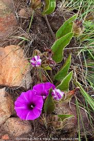 Image result for Ipomoea crassipes