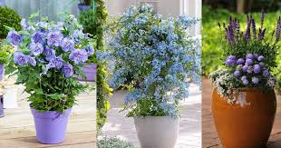 See more ideas about flowers, full sun flowers, plants. 36 Best Blue Flowers To Grow In Containers Balcony Garden Web
