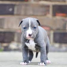 Red Nose Pitbull Puppies For Sale Baby Pitbulls For Sale Pitbull Puppies For Sale Pitbull Puppies Red Nose Pitbull Puppies