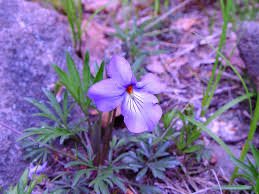 Image result for Basananthe pedata