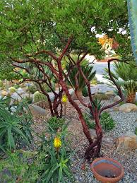 Pin On Arctostaphylos
