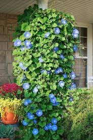 Image result for Ipomoea marginata
