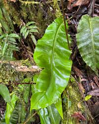 Image result for Oleandra