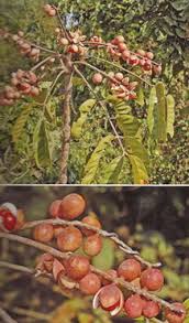 Image result for Aphanamixis