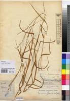 Image result for Acroceras amplectens