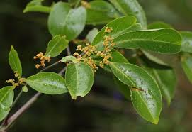 Image result for Hippocratea