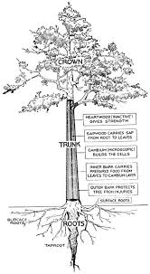 Forest Trees Of Texas How To Know Them By Texas Forest