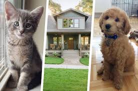 Cats Or Dogs Dog Quizzes Dog Person Dog Quiz