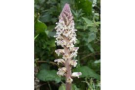 Leaves are 4 to 12 source of new: Why Road Verges Are Important Habitats For Wildflowers And Animals Natural History Museum