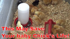 They are soft and fluffy and grow up to lay plenty of eggs. How To Raise Baby Chicks Youtube