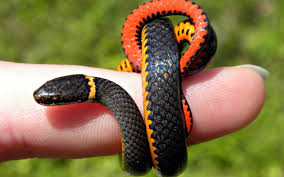 Black Red And Yellow Snake Hd Wallpaper Wallpaper Flare Find and download snakeskin wallpaper on hipwallpaper. yellow snake hd wallpaper