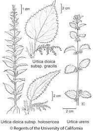 Image result for Urtica urens