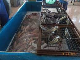 Ikan ini cocok dikonsumsi bagi banyak kalangan. Perikanan Darat Negeri Terengganu Siasatan Harga Ikan Air Tawar Di Pasar Tani Kuala Berang Hulu Terengganu 15 Februari