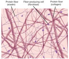 Plant and fungal cells are bound together in tissues or aggregations by other molecules the process of cell fractionation enables the scientist to prepare specific components. Tissues Organs Organ Systems Article Khan Academy
