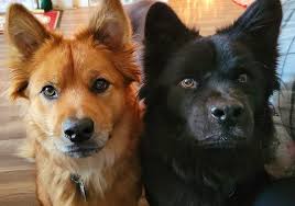 Dogs and their love for cheese