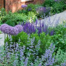Perennials Catmint Sage And Lilac Alliums Pear Together With With Salvia May And Boxwoods Cottage Garden Cottage Garden Design Purple Garden