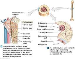 The Periosteum And Endosteum Human Bones Anatomy Human Anatomy And Physiology Anatomy And Physiology