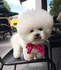 Gidget, fluffy white dog, planar resin flatback, cabochon, bow center, flat back. Cute Little White Dogs Online Shopping