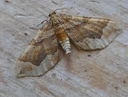 Image result for Pelurga comitata