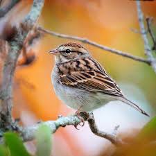 Common Birds Of Cape Cod Chipping Sparrow Chippingsparrow Sparrows Woodshole Capecod Birds Birding Backyard Birds Pretty Birds Sparrow Bird